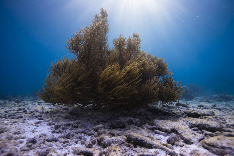 underwater photography Bonaire