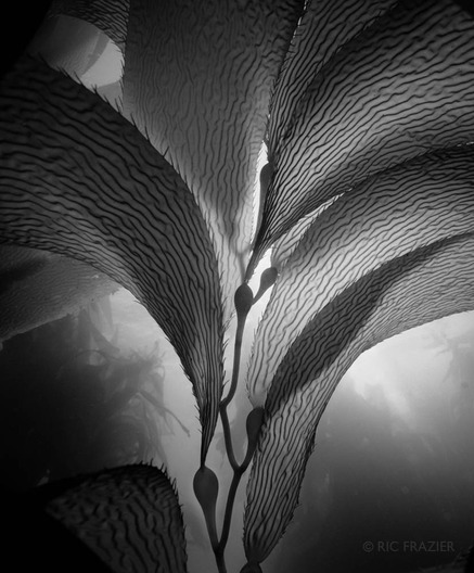 underwater photography Kelp